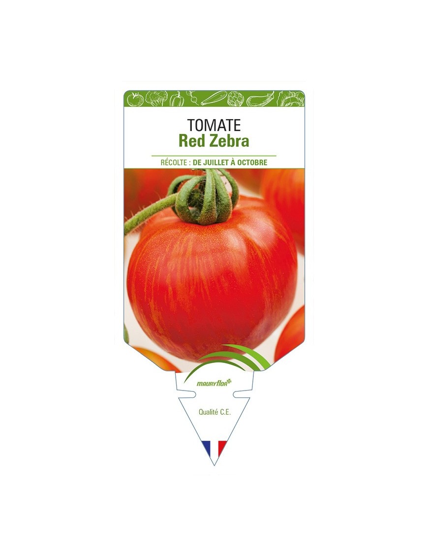 Tomate Red Zebra