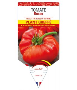 Tomate Russe Plant greffé