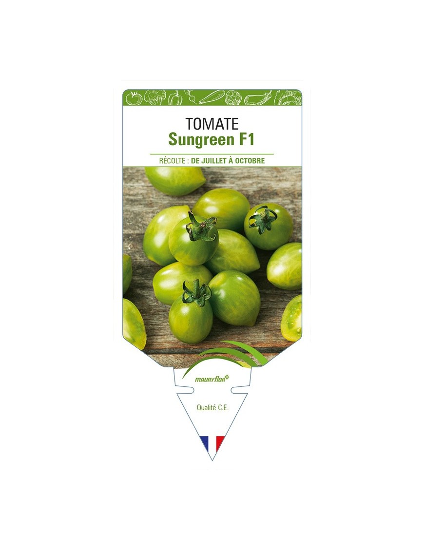 Tomate Sungreen F1