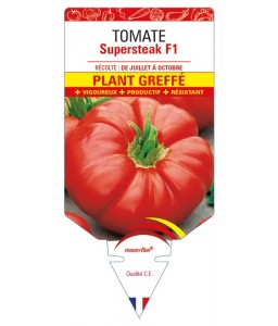 Tomate Supersteak F1 Plant greffé