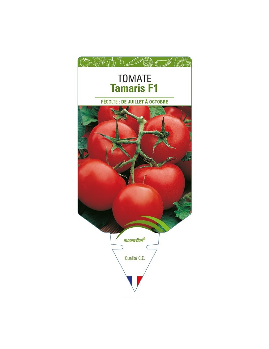 Tomate Tamaris F1