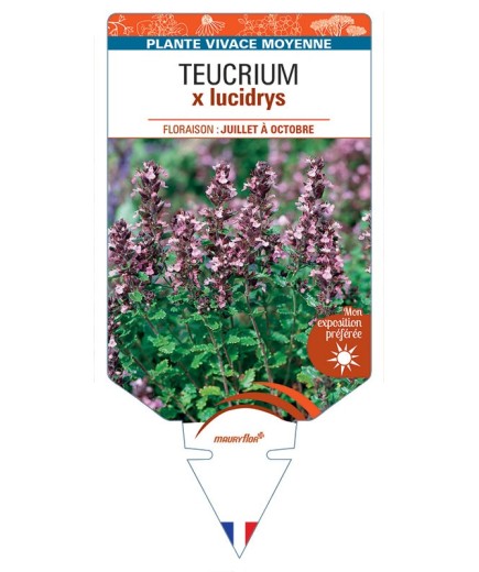 TEUCRIUM X LUCIDRYS (rose)