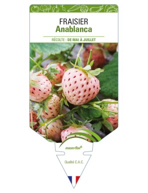 FRAISIER Anablanca