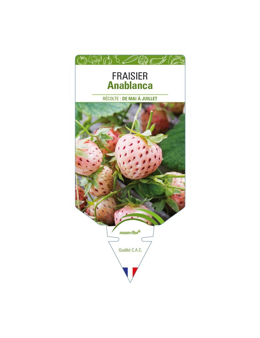 FRAISIER Anablanca