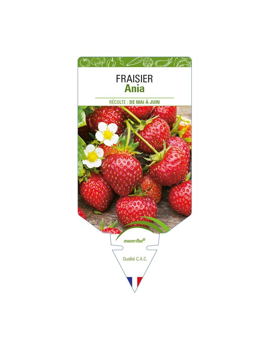 FRAISIER Ania