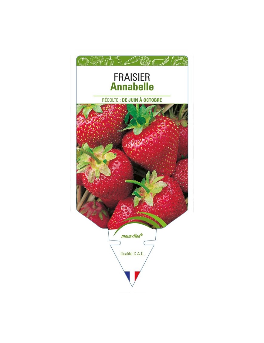 FRAISIER Annabelle