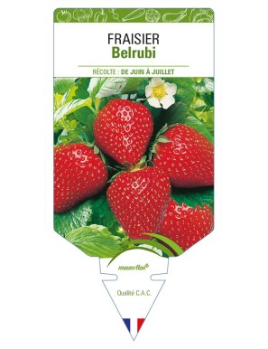 FRAISIER Belrubi