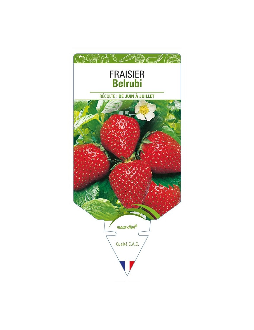 FRAISIER Belrubi