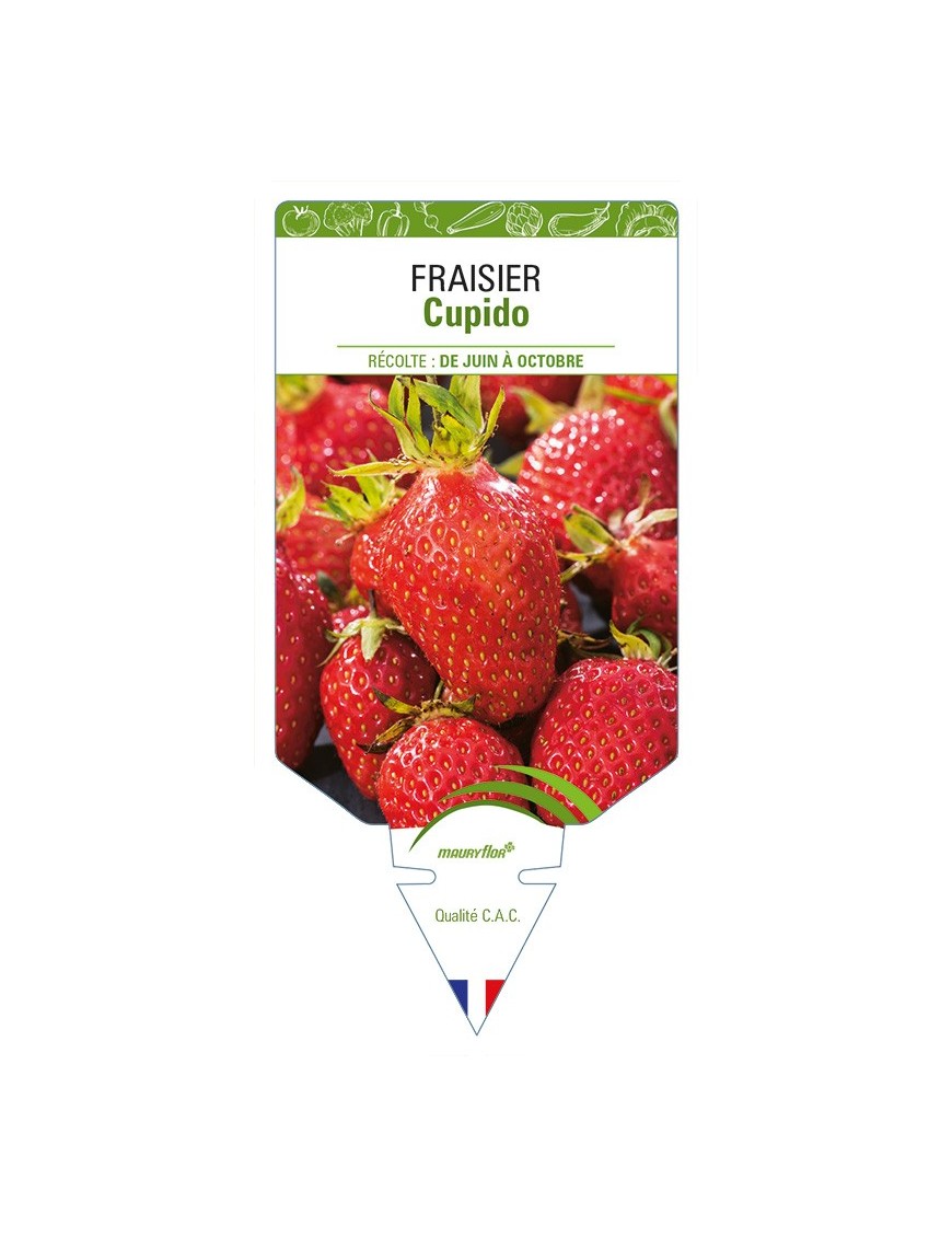 FRAISIER Cupido