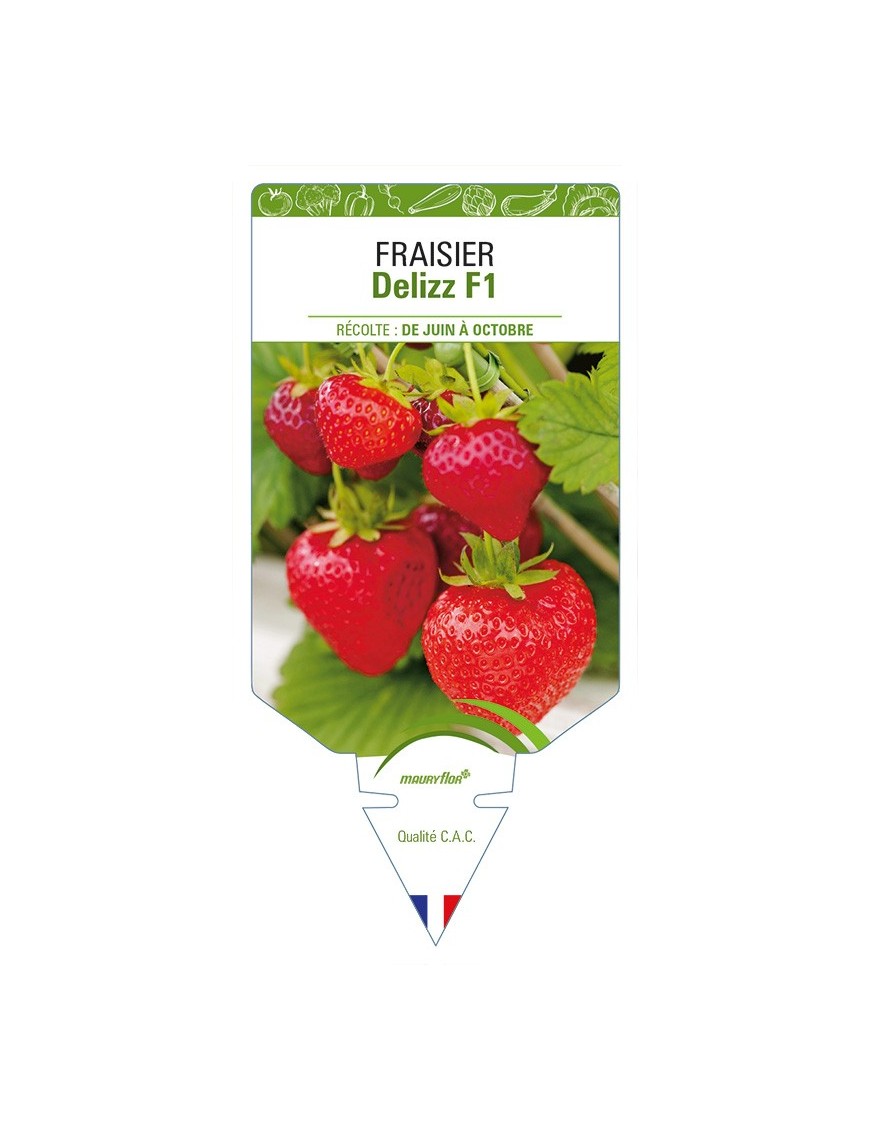 FRAISIER Delizz F1