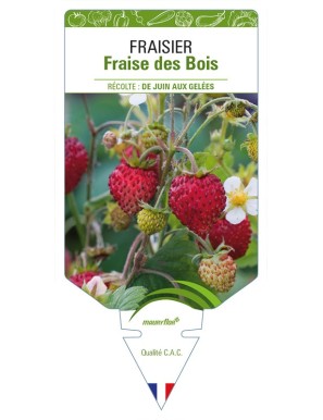 FRAISIER Fraise des Bois