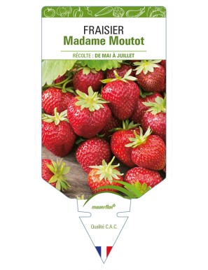 FRAISIER Madame Moutot