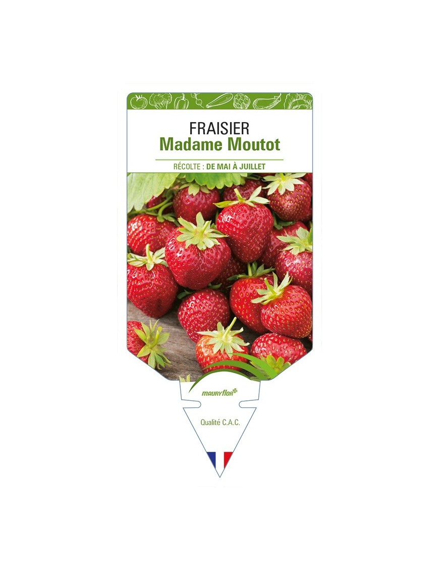 FRAISIER Madame Moutot