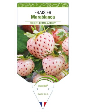 FRAISIER Marablanca