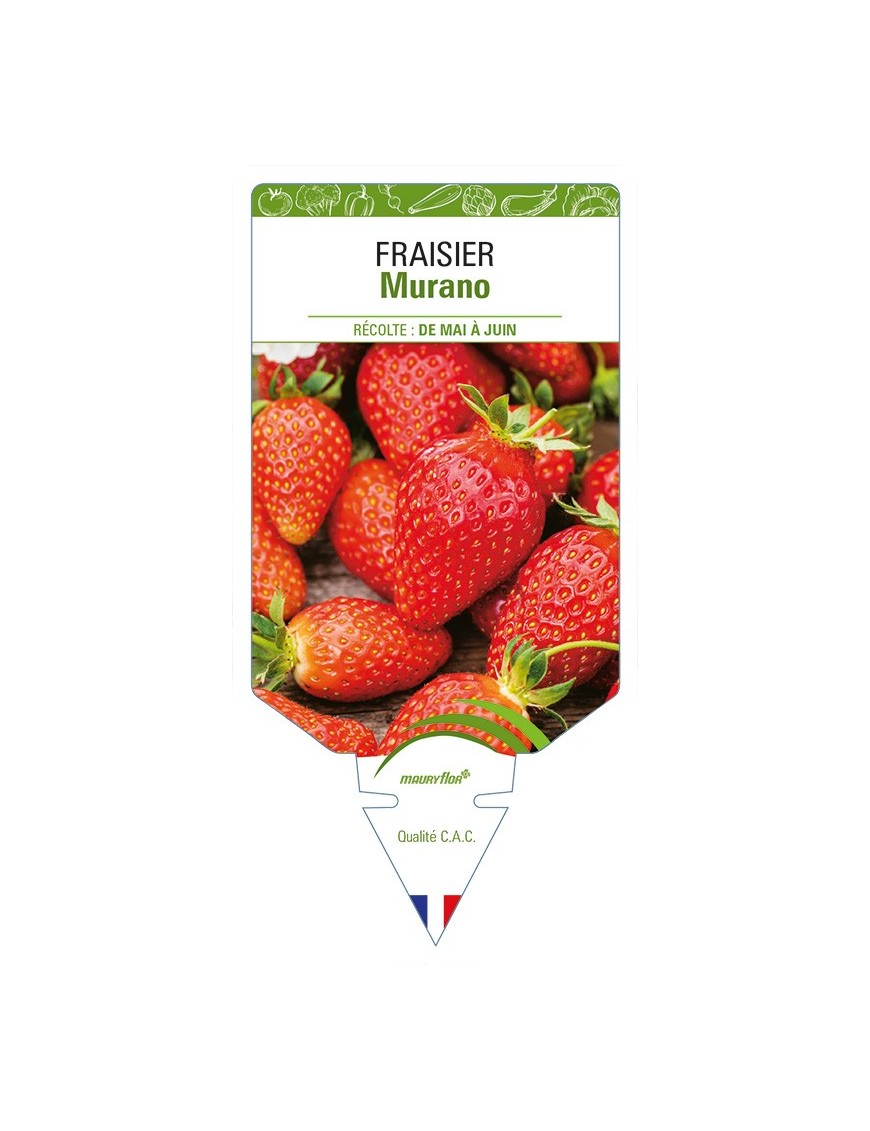 FRAISIER Murano