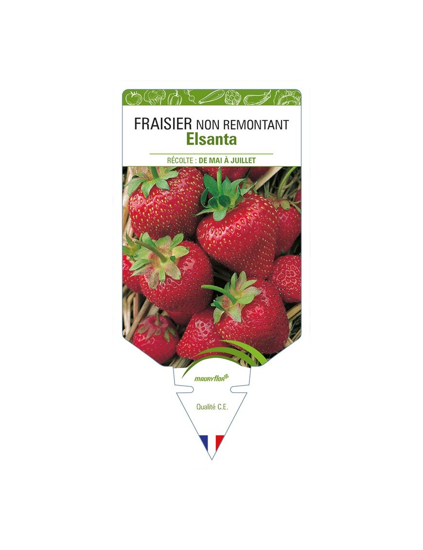 FRAISIER NON REMONTANT Elsanta