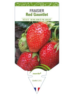 FRAISIER Red Gauntlet