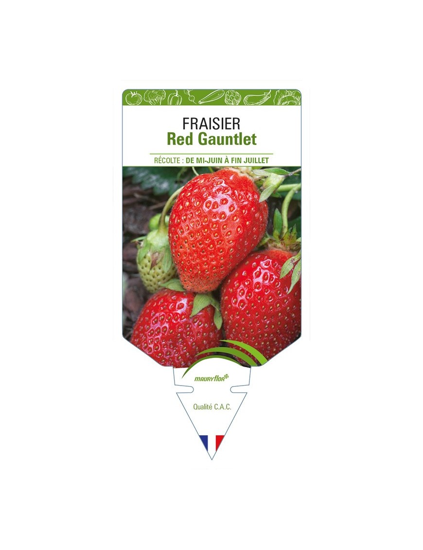 FRAISIER Red Gauntlet