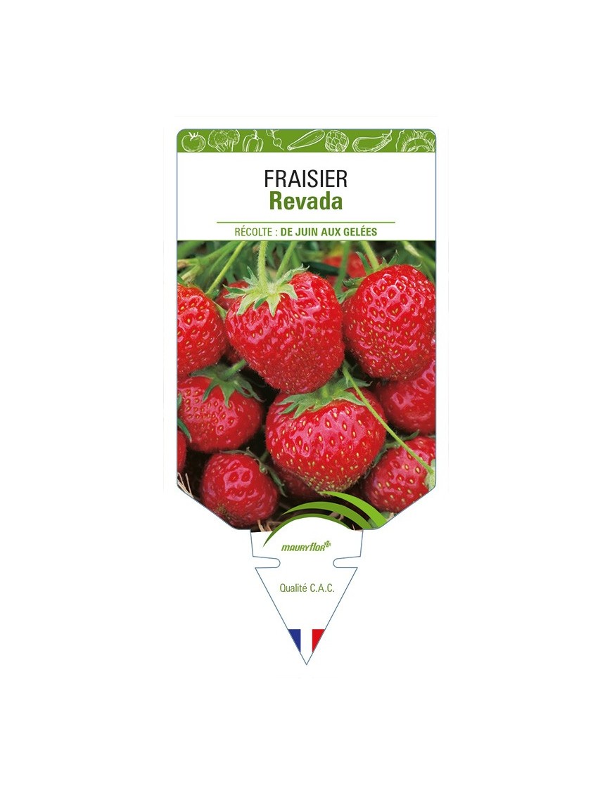 FRAISIER Revada