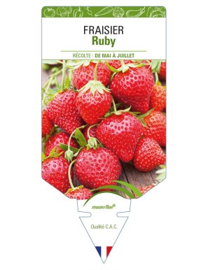 FRAISIER Ruby