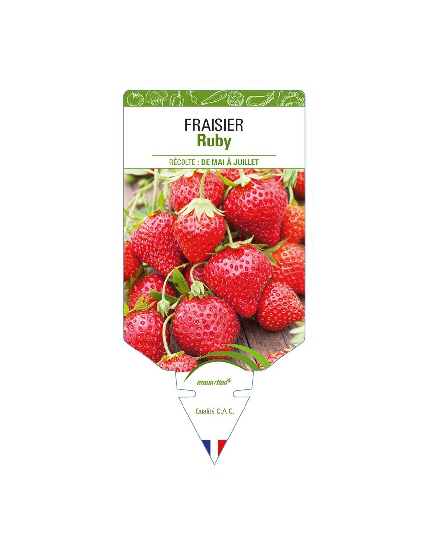 FRAISIER Ruby