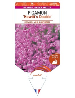 THALICTRUM delavayi Hewitt's Double voir Pigamon