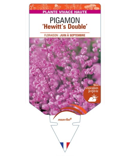 THALICTRUM delavayi Hewitt's Double voir Pigamon