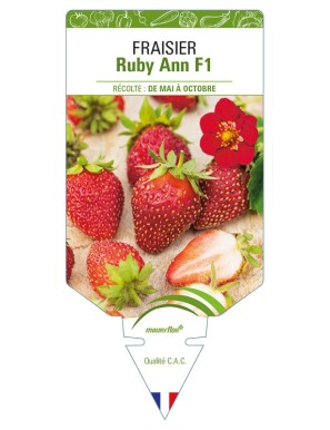 FRAISIER Ruby Ann F1