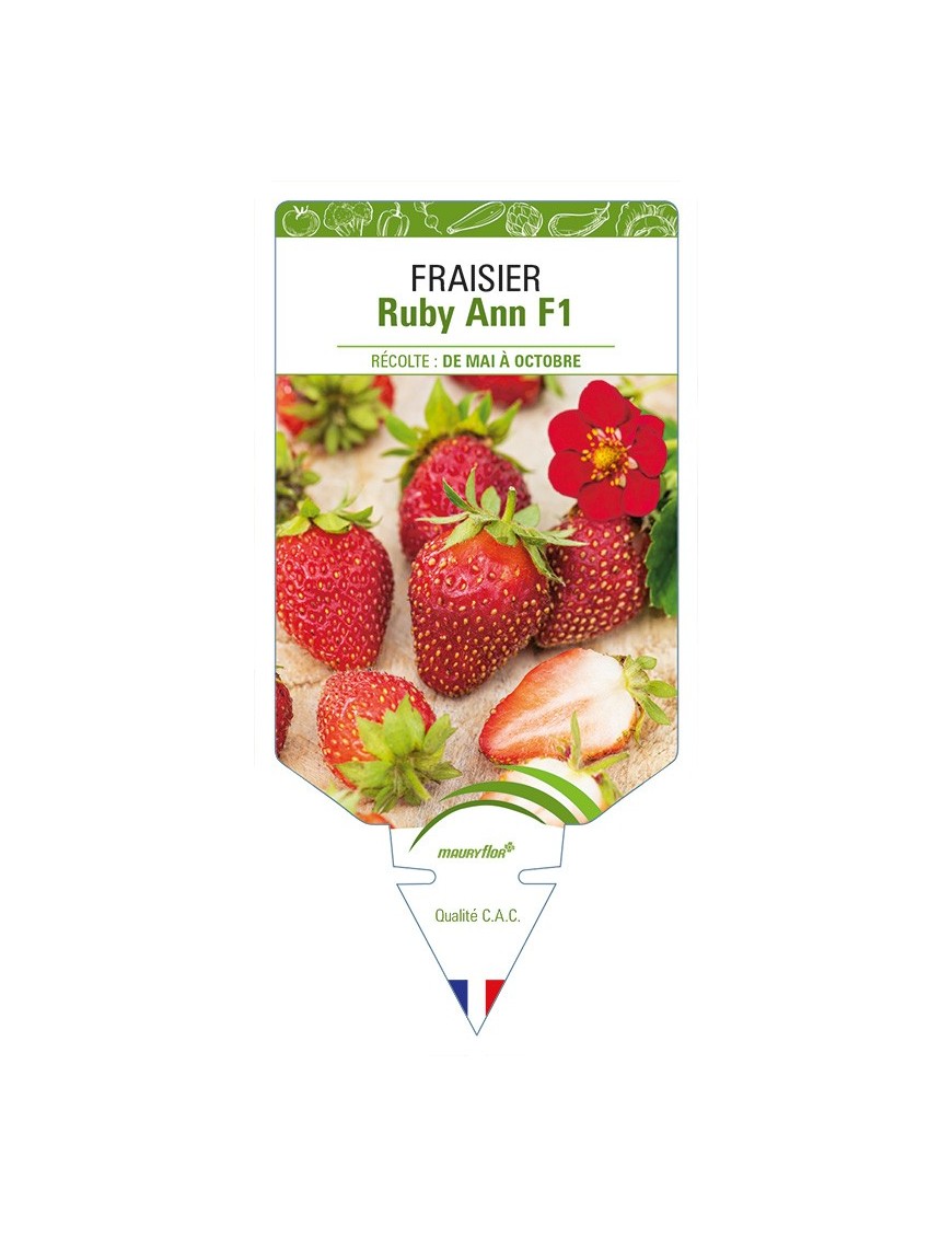 FRAISIER Ruby Ann F1