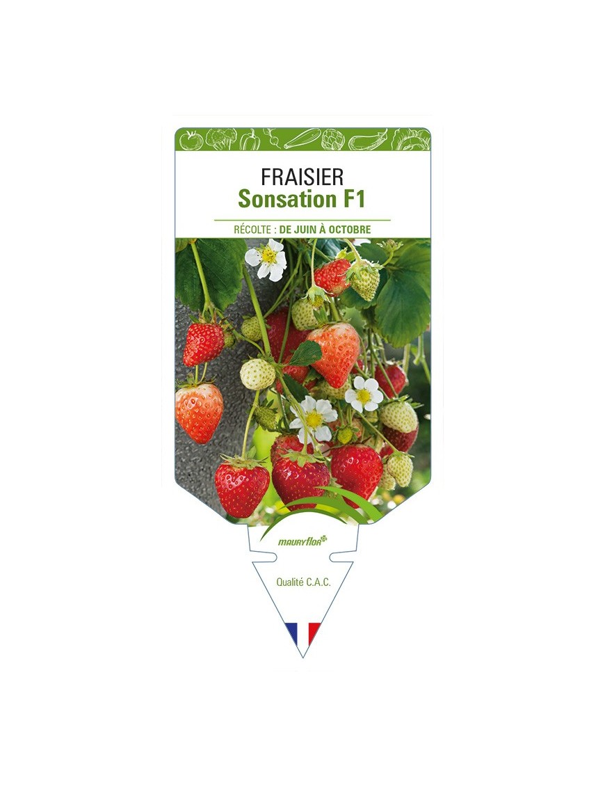 FRAISIER Sonsation F1