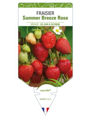 FRAISIER Summer Breeze Rose