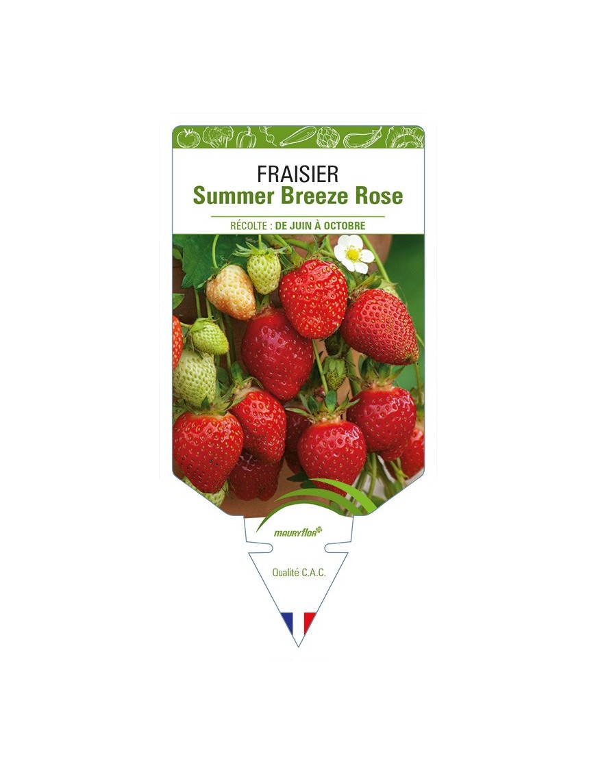 FRAISIER Summer Breeze Rose