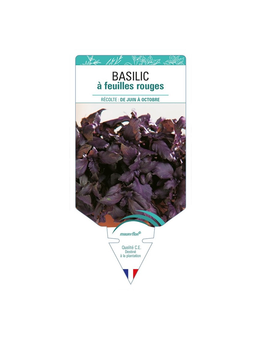 BASILIC à feuilles rouges