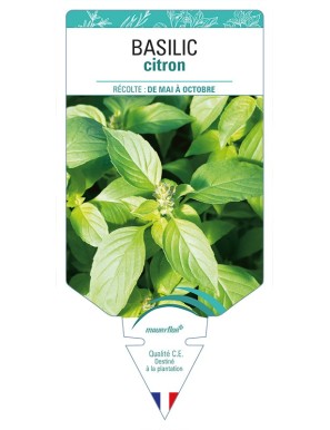 BASILIC Citron