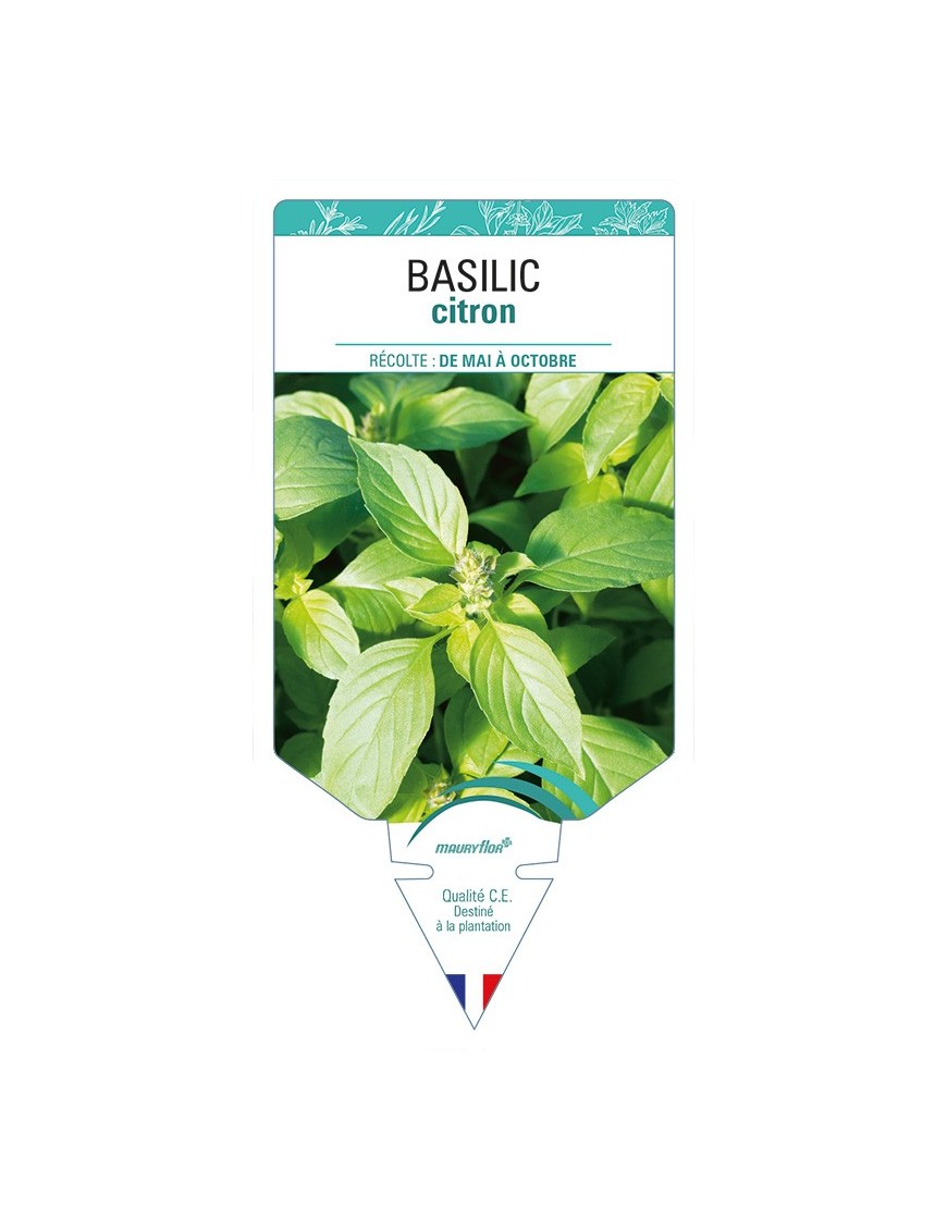 BASILIC Citron