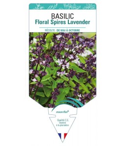 BASILIC Floral Spires Lavender
