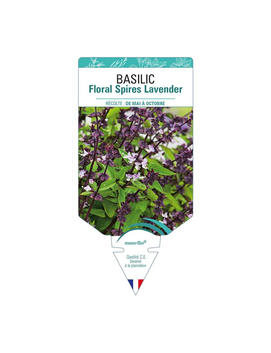 BASILIC Floral Spires Lavender