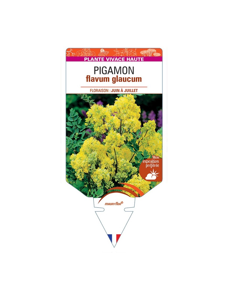 THALICTRUM flavum glaucum voir Pigamon