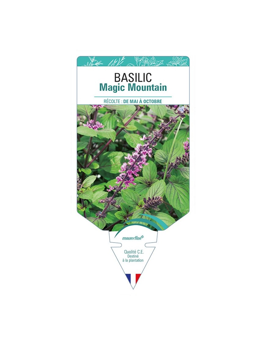 BASILIC Magic Mountain