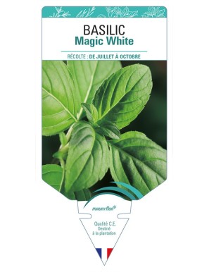 BASILIC Magic White