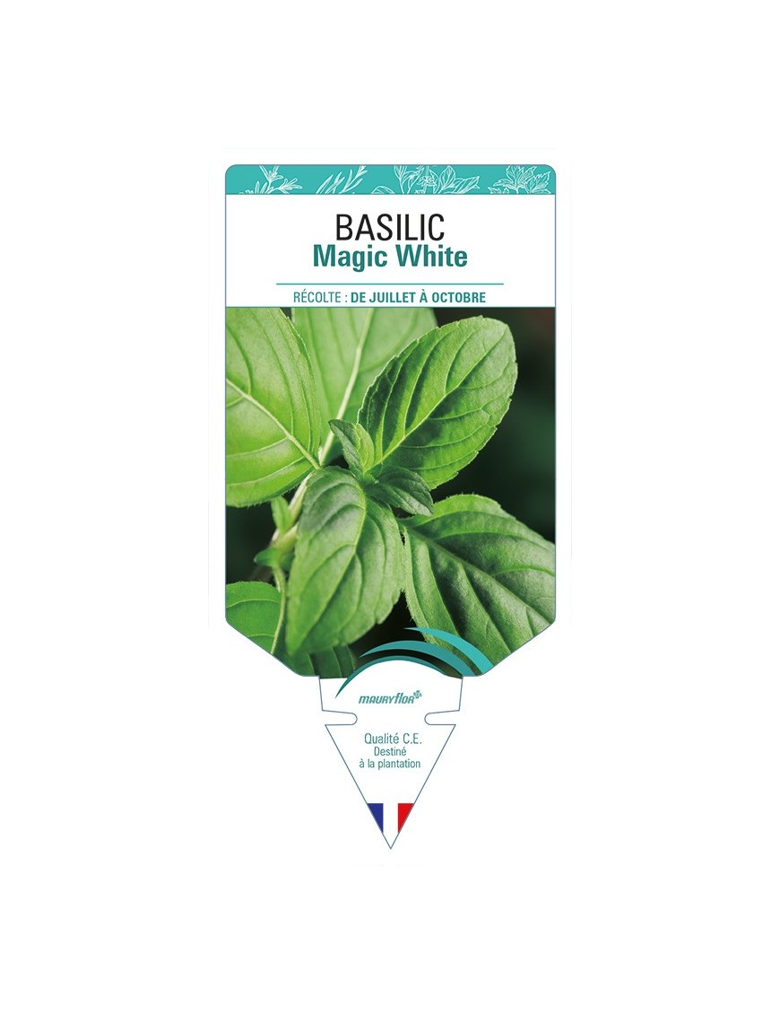 BASILIC Magic White