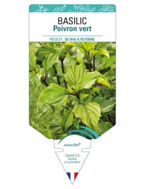 BASILIC Poivron Vert