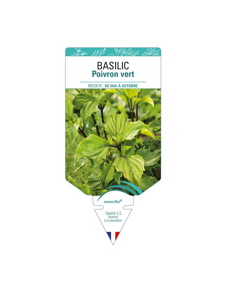 BASILIC Poivron Vert