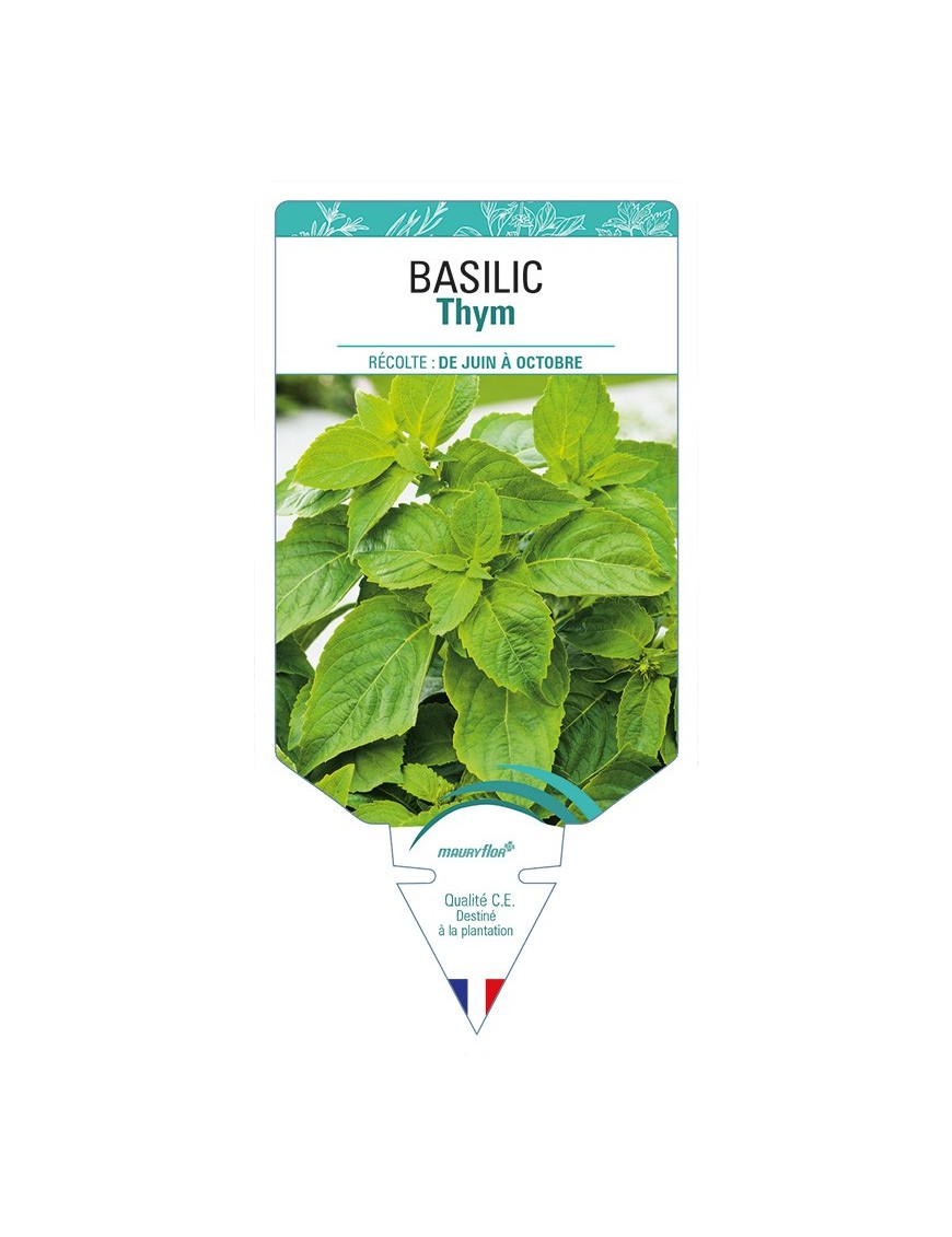 BASILIC Thym