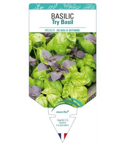 BASILIC Try Basil