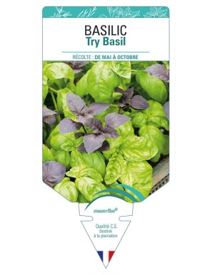 BASILIC Try Basil