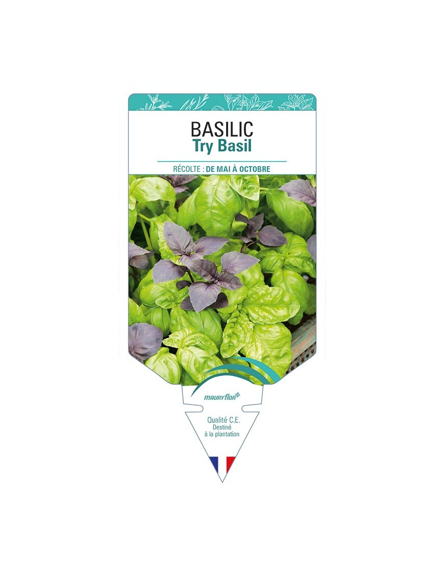 BASILIC Try Basil