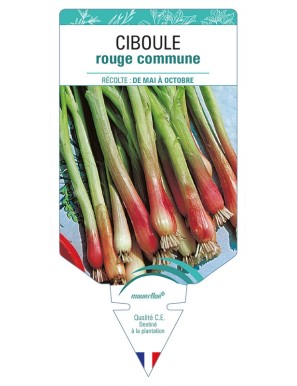 CIBOULE rouge commune