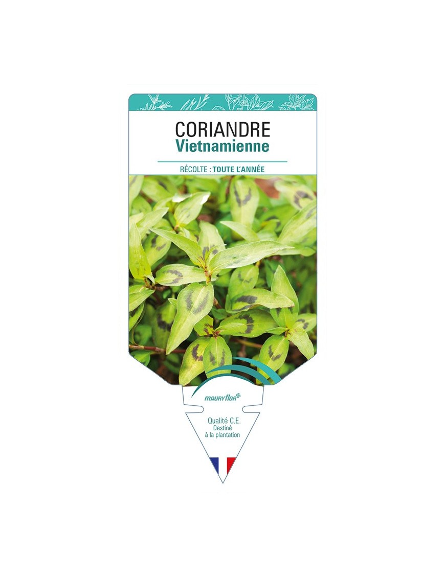 CORIANDRE Vietnamienne