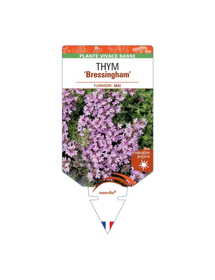 THYMUS (doerfleri) Bressingham